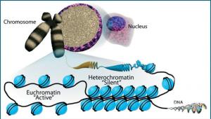 Mortimer and Raymond Sackler Institute of Advanced Studies Lecture